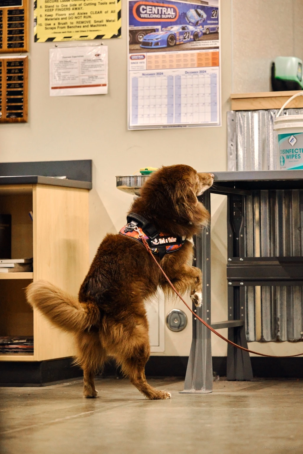 A red Australian Shepherd investigating the edge of a table during an indoor search.