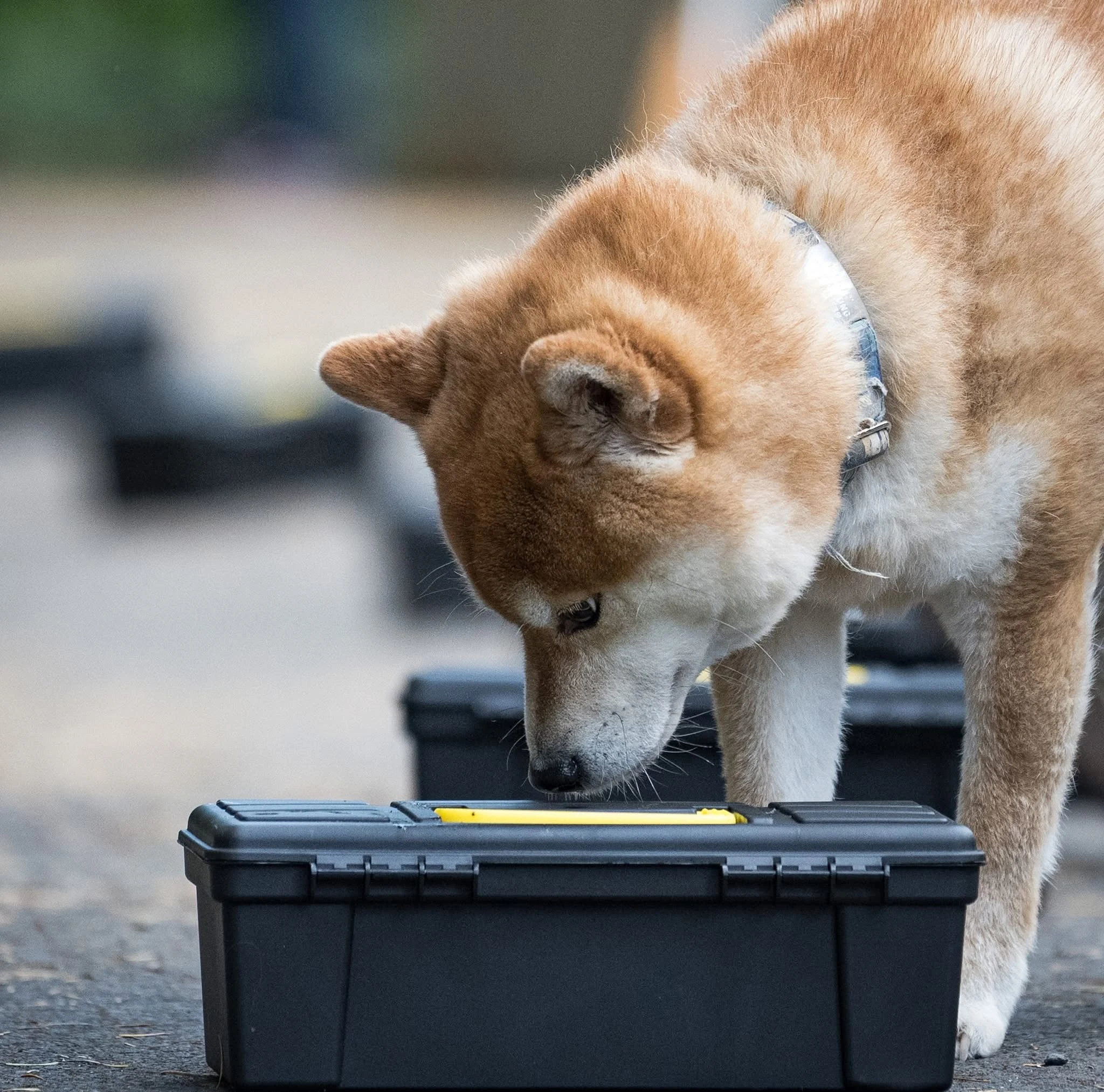 A red and cream dog investigating a black container with a yellow handle during a search.