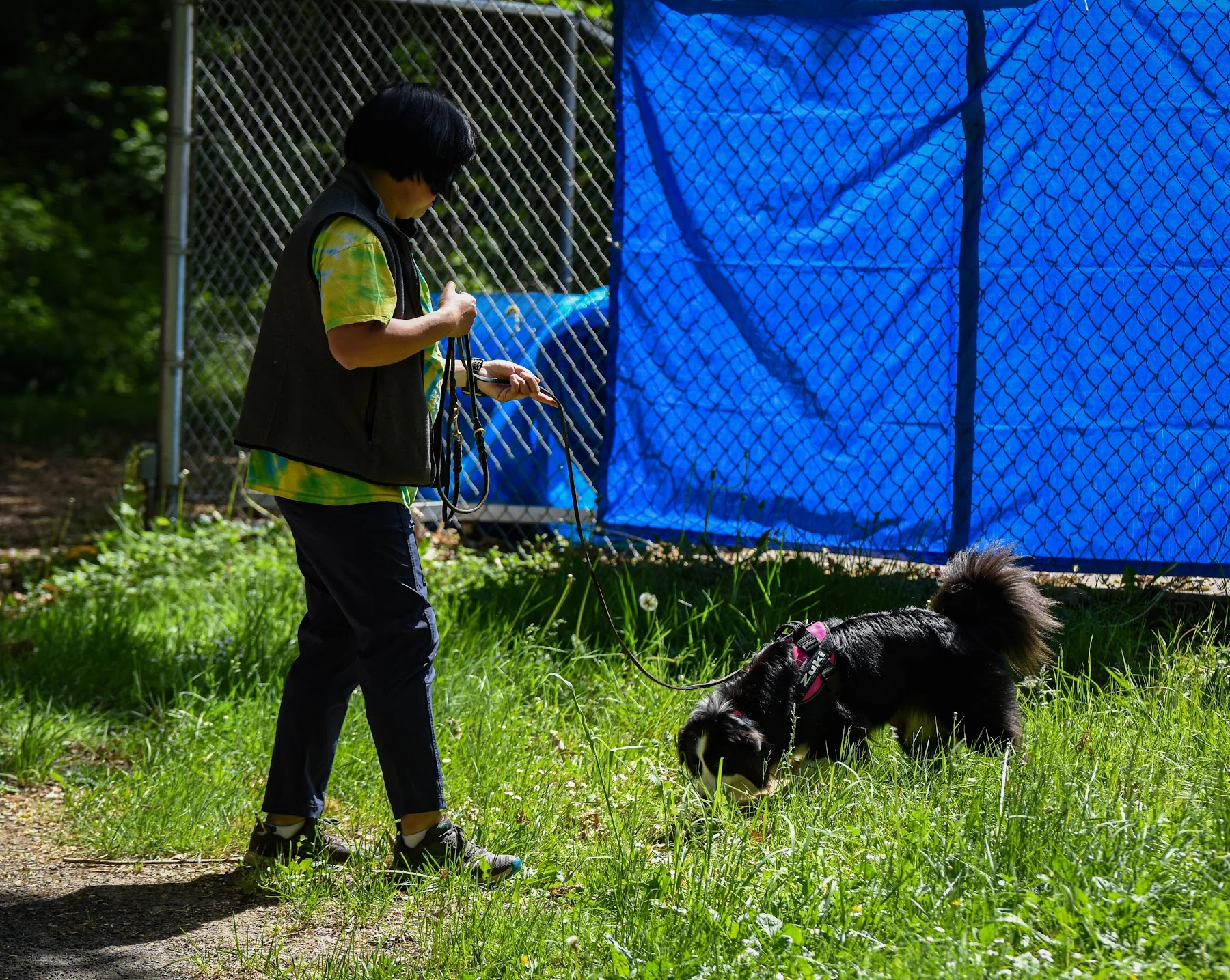 Sandra observing Zuki investigating the grass during an outdoor search, with slack in the leash.